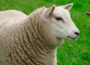 sheep-wool